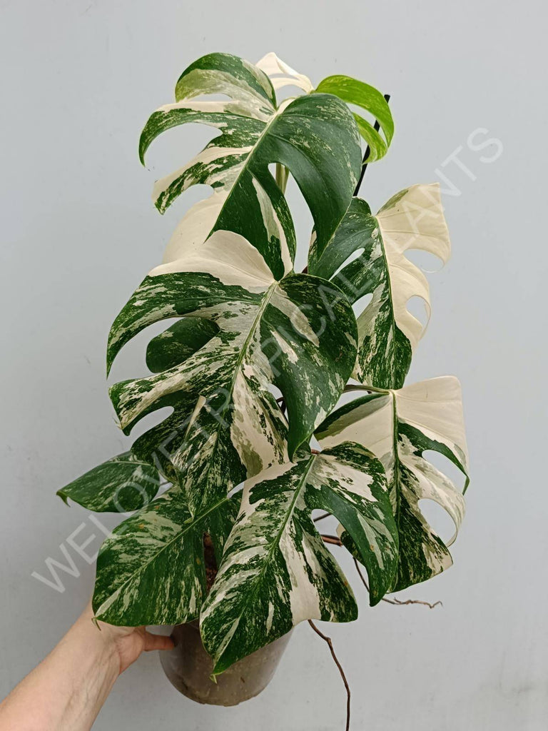 Monstera deliciosa variegated albo