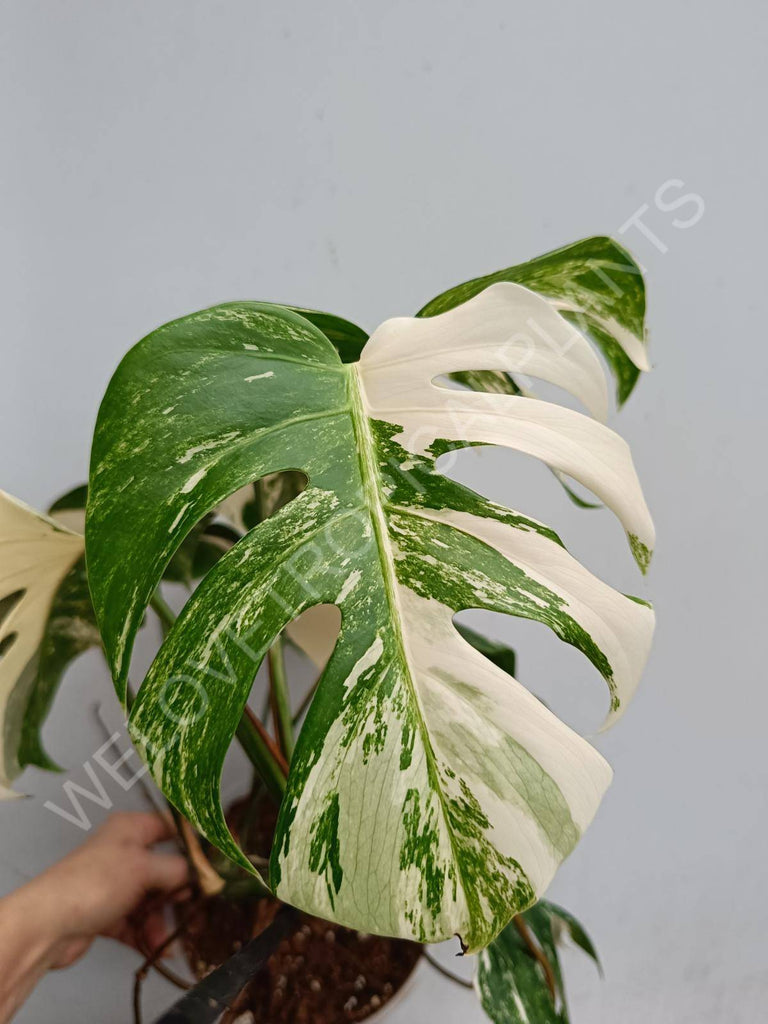 Monstera deliciosa variegated albo