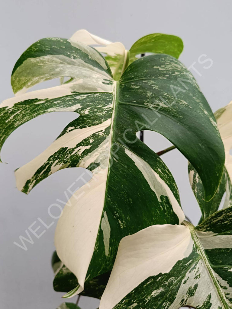 Monstera deliciosa variegated albo