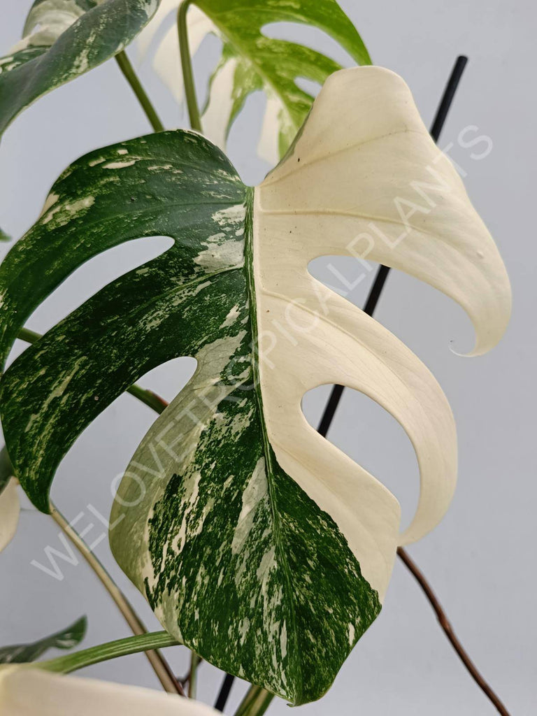 Monstera deliciosa variegated albo