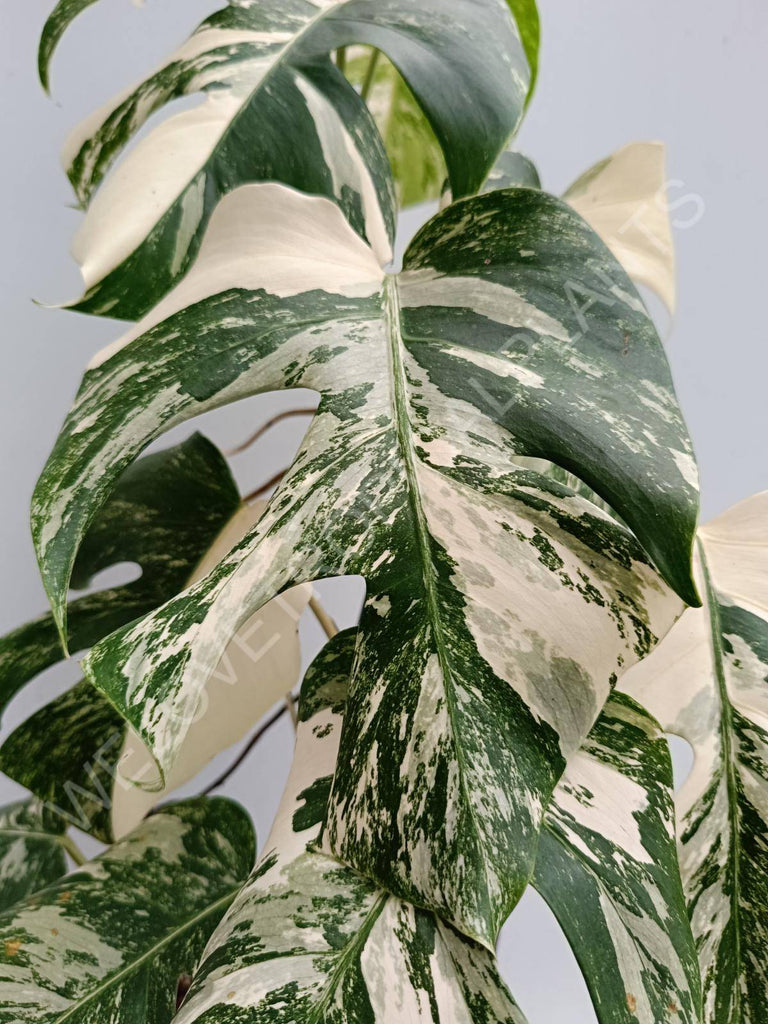 Monstera deliciosa variegated albo