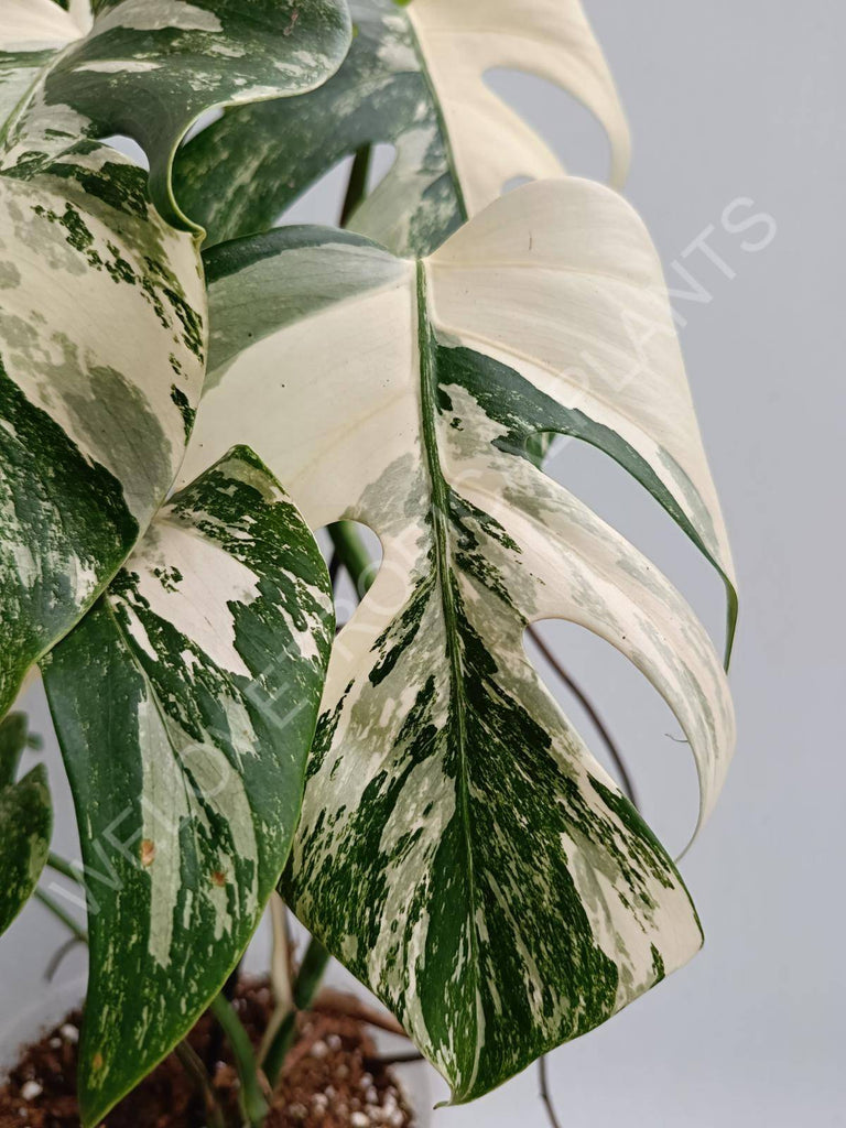 Monstera deliciosa variegated albo