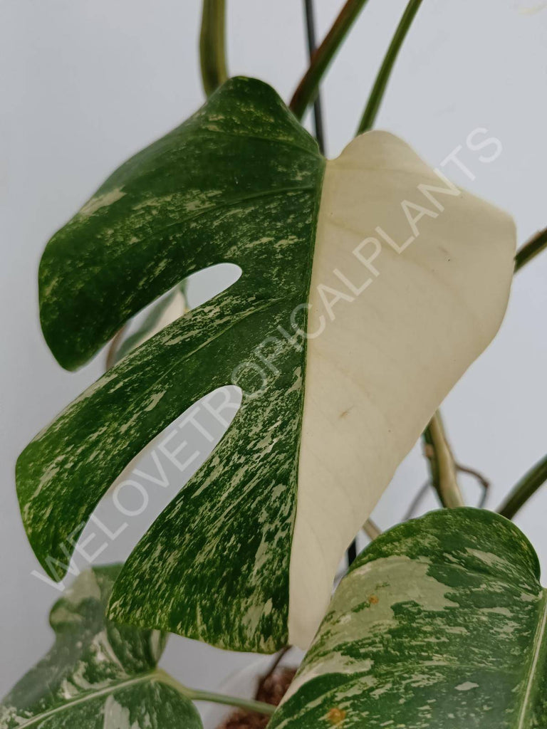 Monstera deliciosa variegated albo