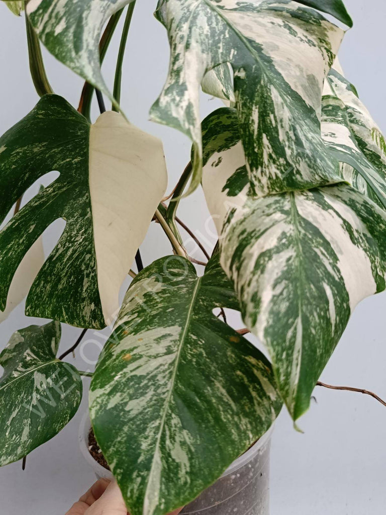 Monstera deliciosa variegated albo