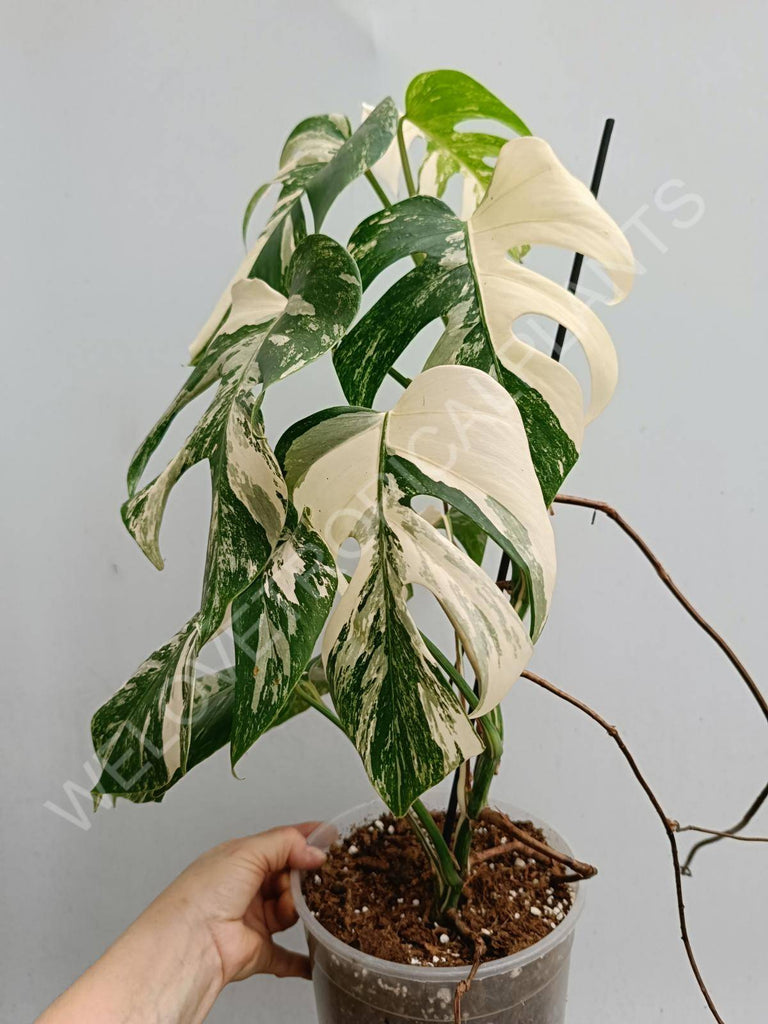 Monstera deliciosa variegated albo