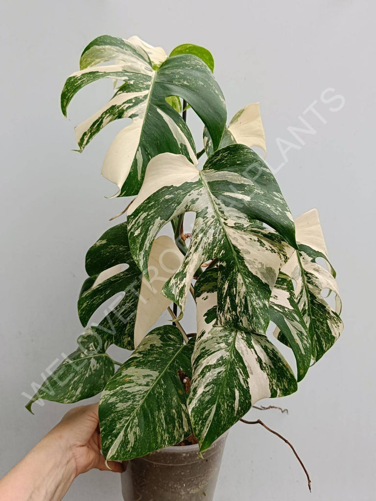 Monstera deliciosa variegated albo