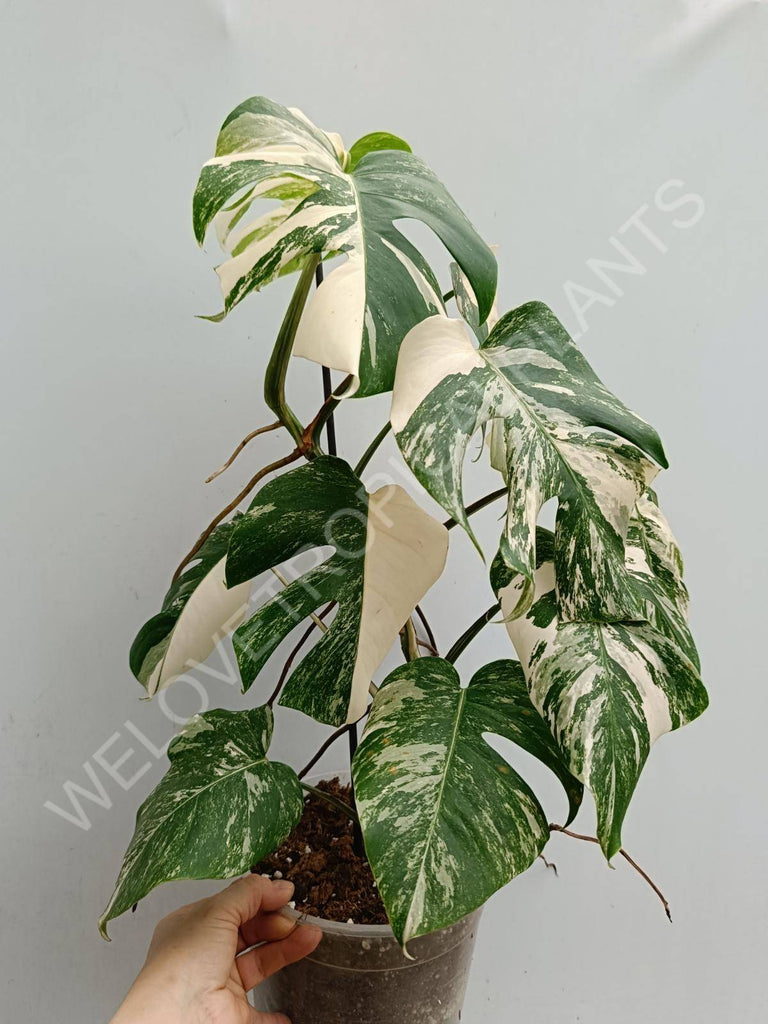 Monstera deliciosa variegated albo