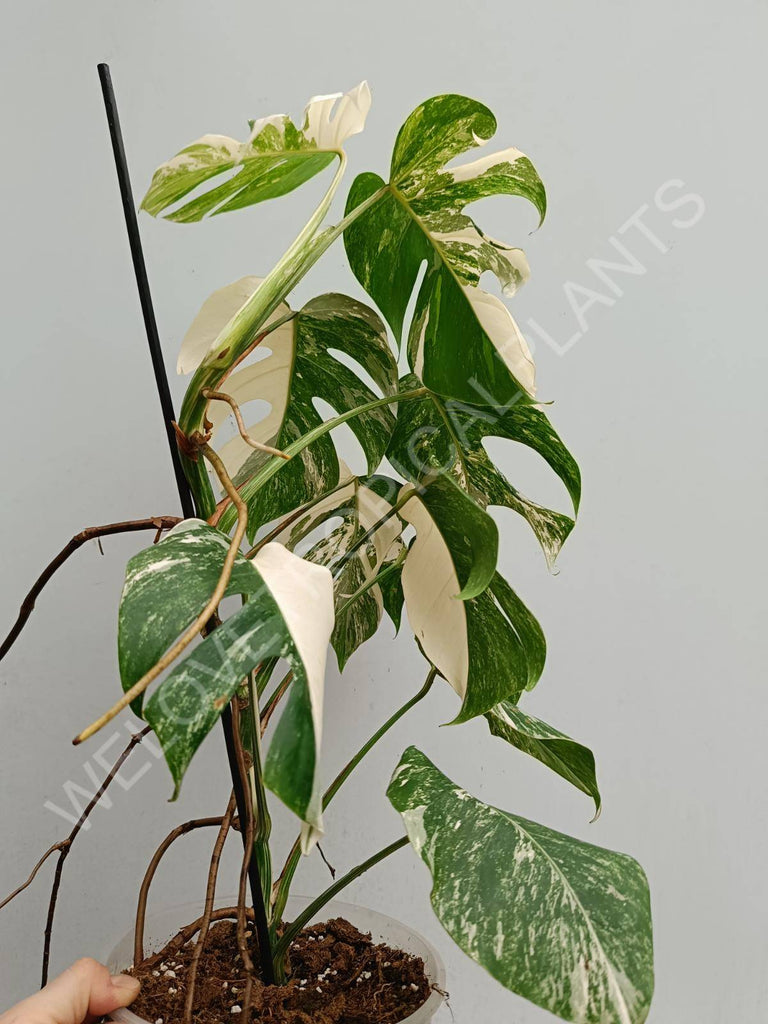 Monstera deliciosa variegated albo