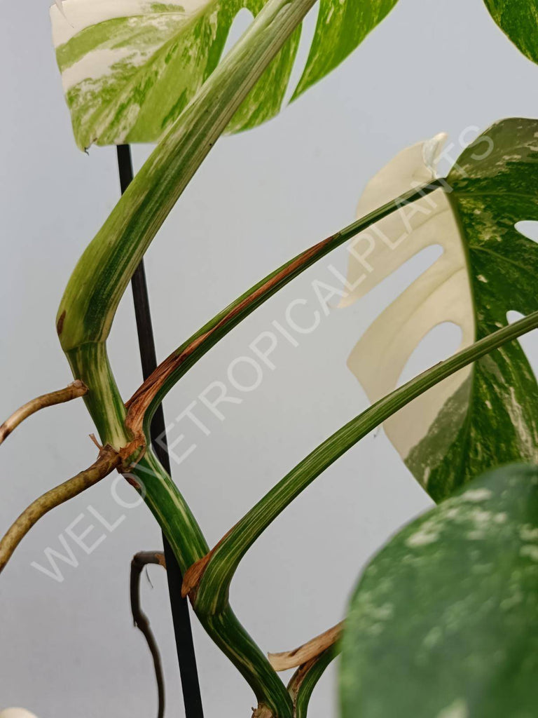 Monstera deliciosa variegated albo