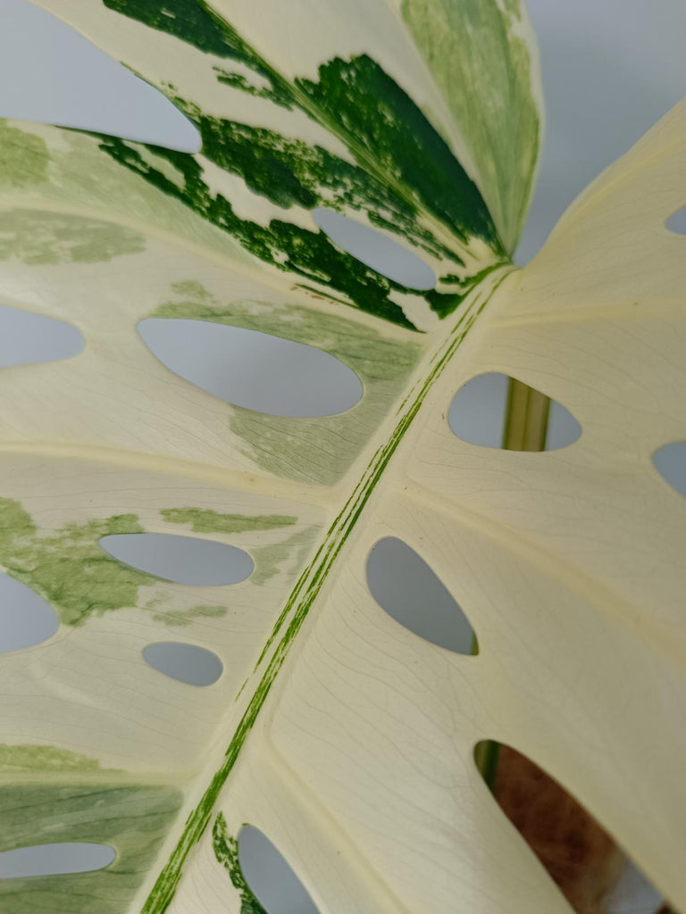 Monstera deliciosa variegated albo xxl