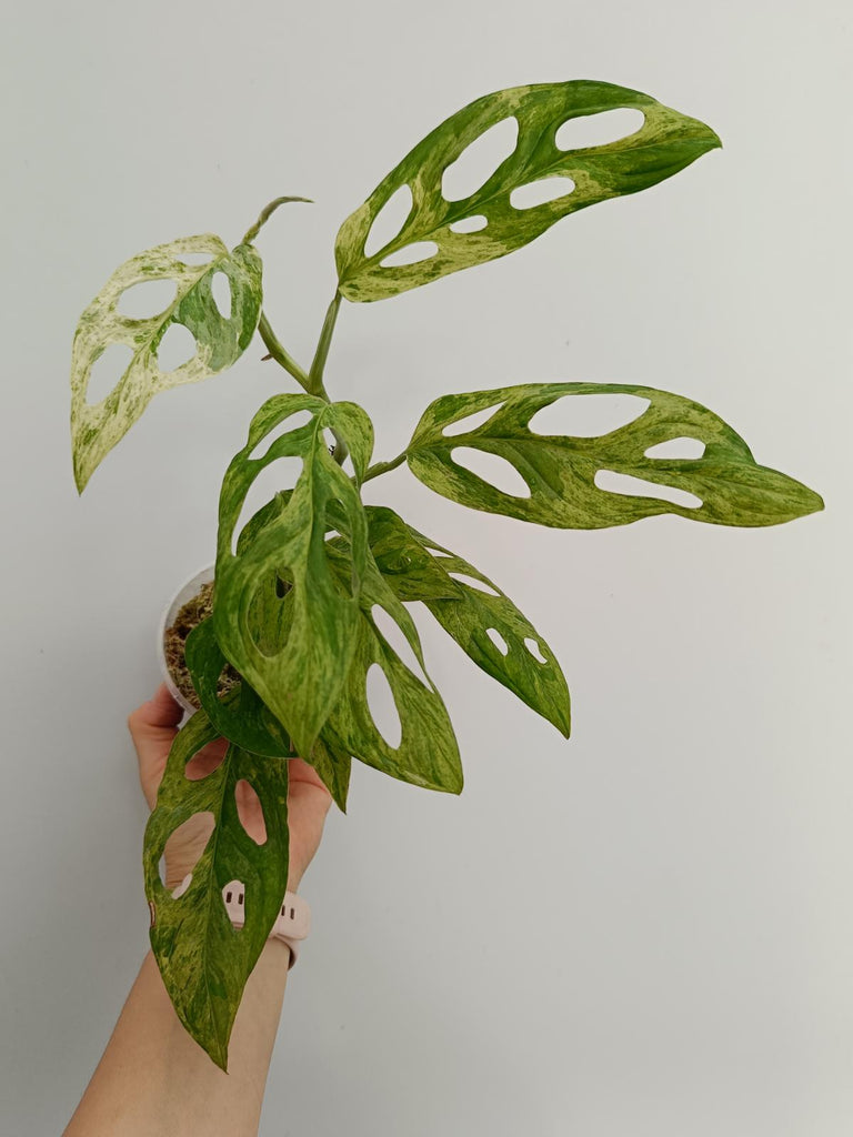 Monstera adansonii variegata mint