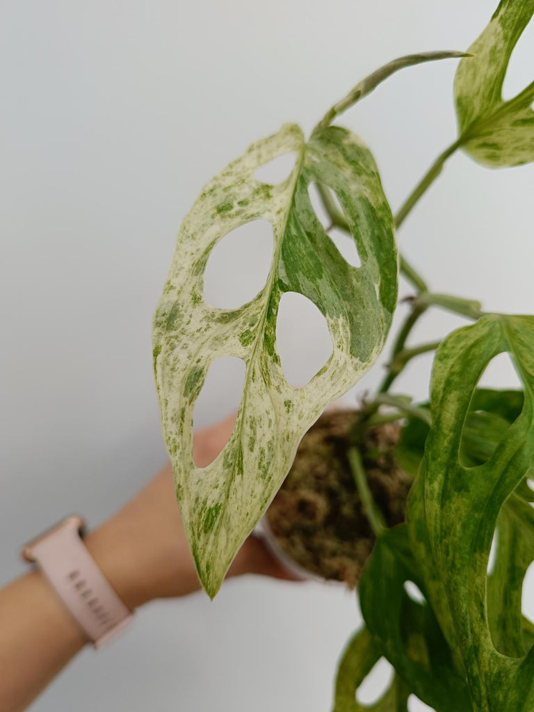 Monstera adansonii variegata mint