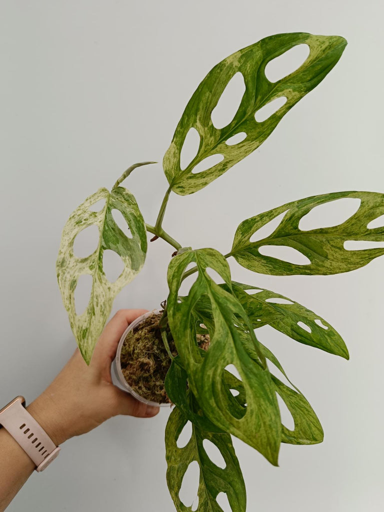 Monstera adansonii variegata mint