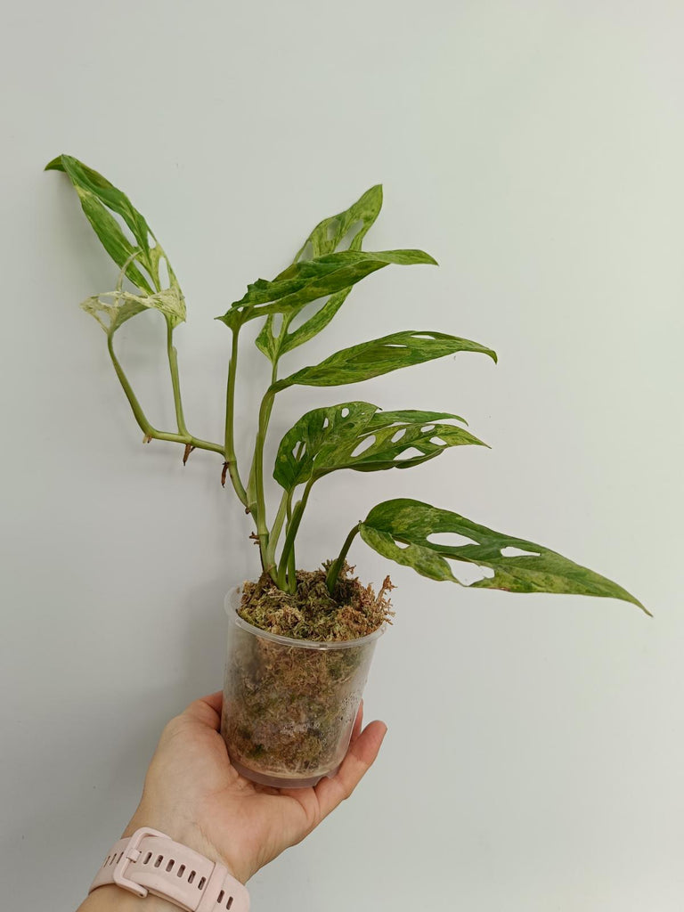 Monstera adansonii variegata mint