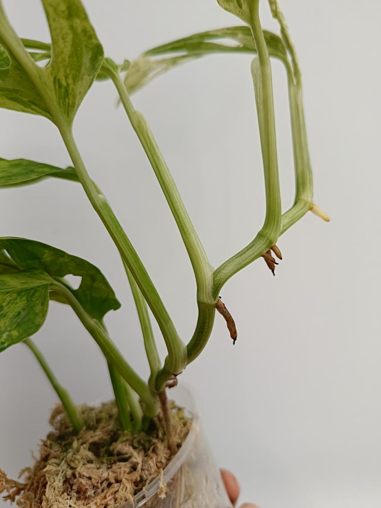 Monstera adansonii variegata mint