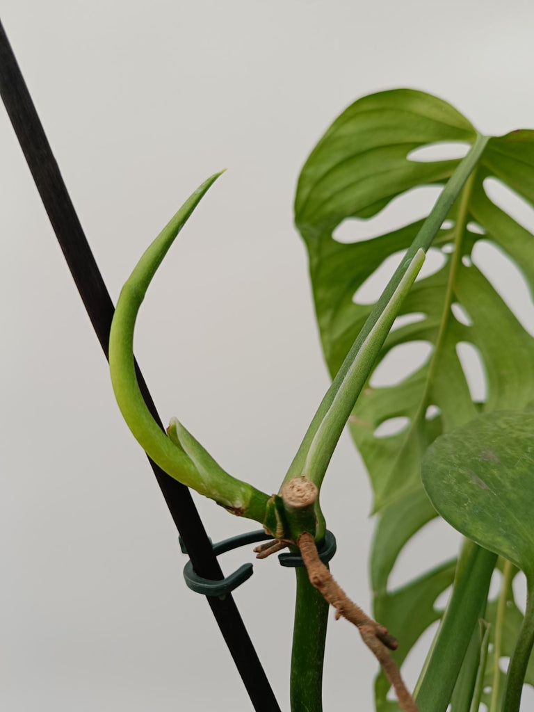 Monstera epipremnoides esqueleto