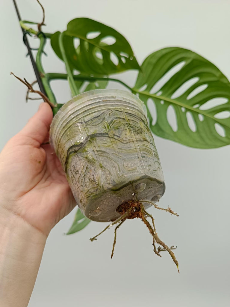 Monstera epipremnoides esqueleto