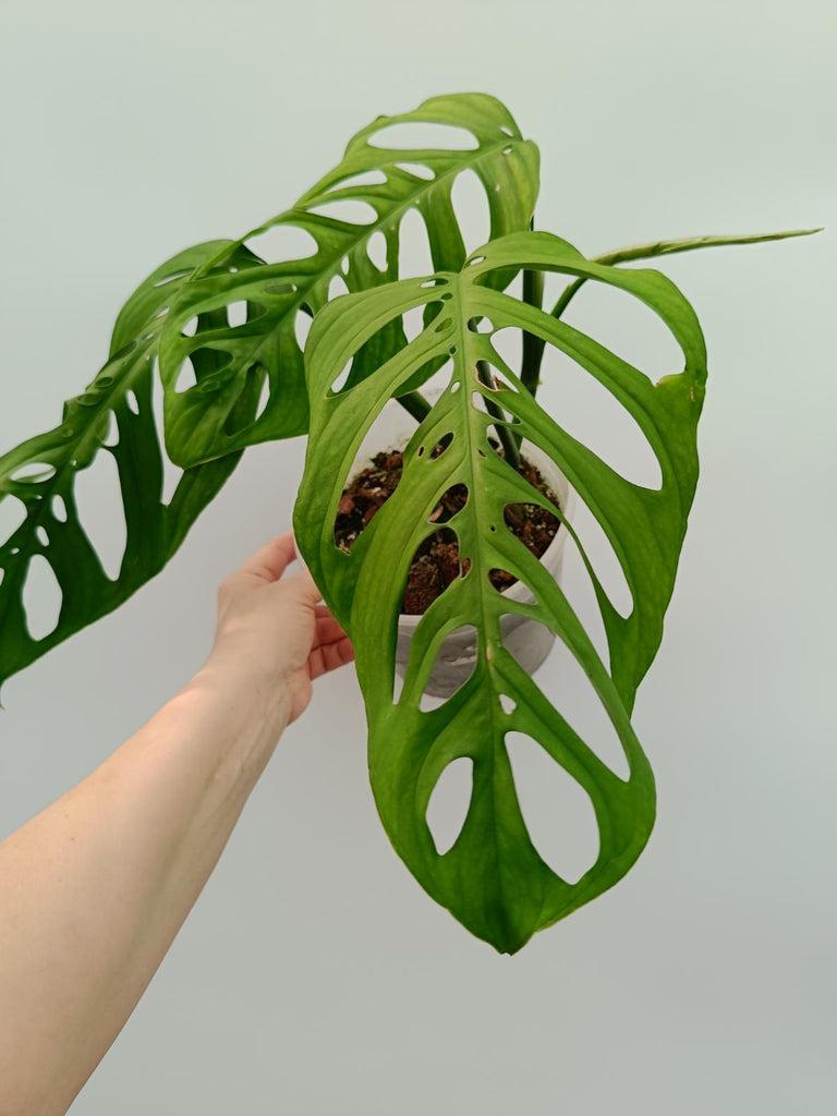 Monstera epipremnoides esqueleto