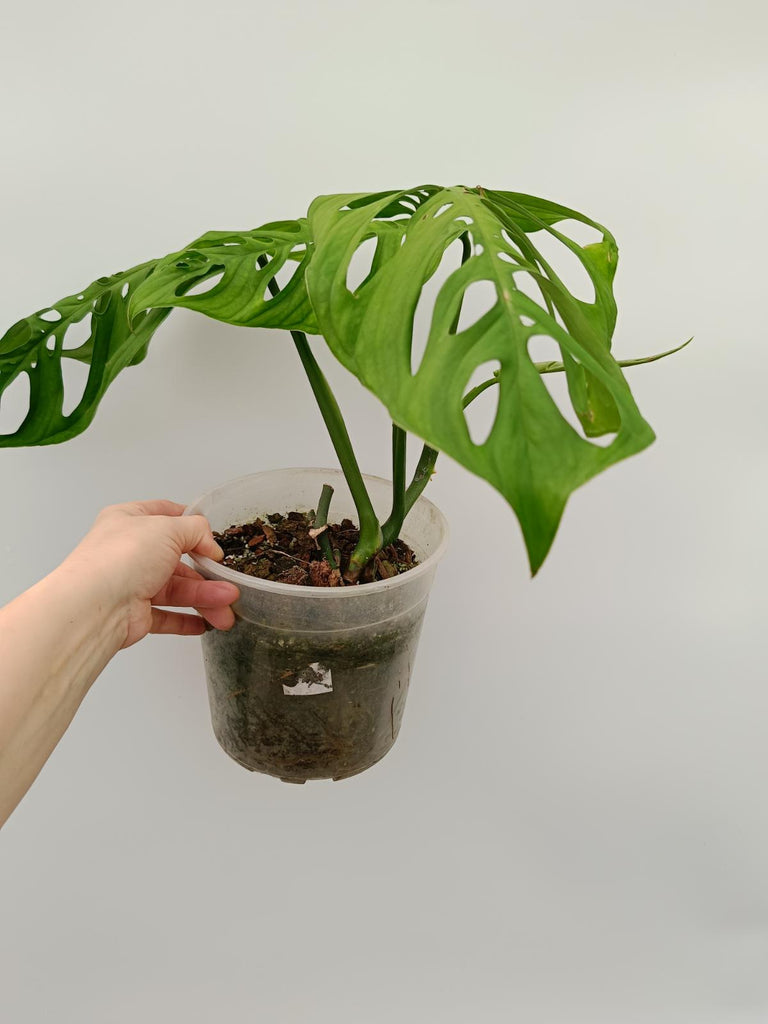 Monstera epipremnoides esqueleto