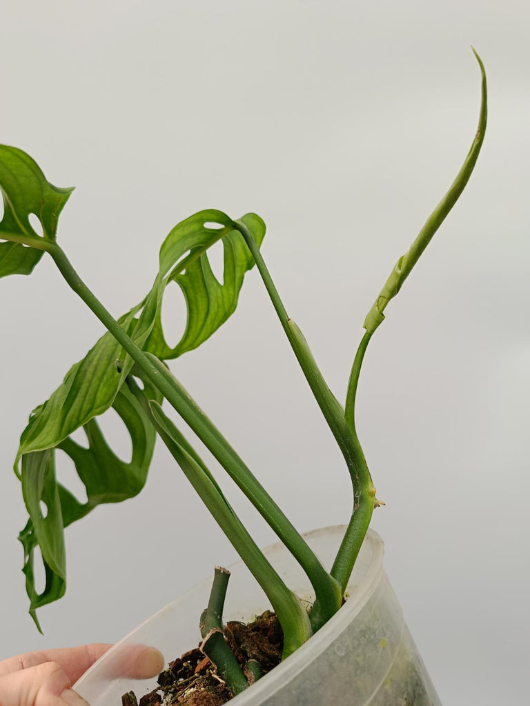 Monstera epipremnoides esqueleto