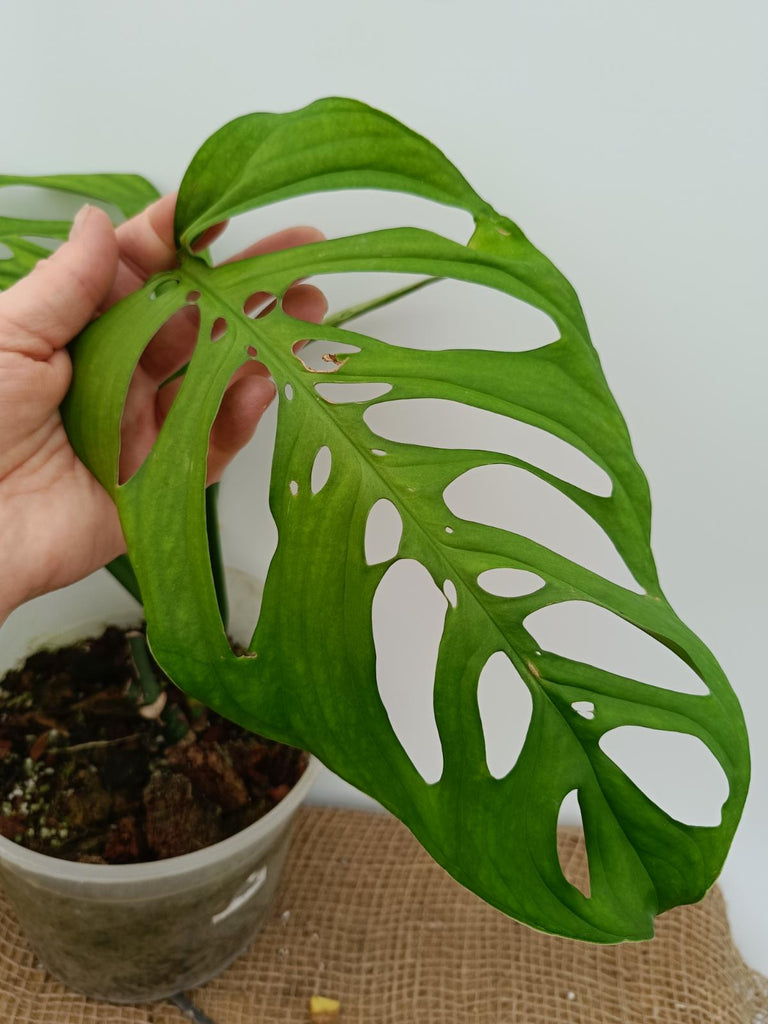 Monstera epipremnoides esqueleto