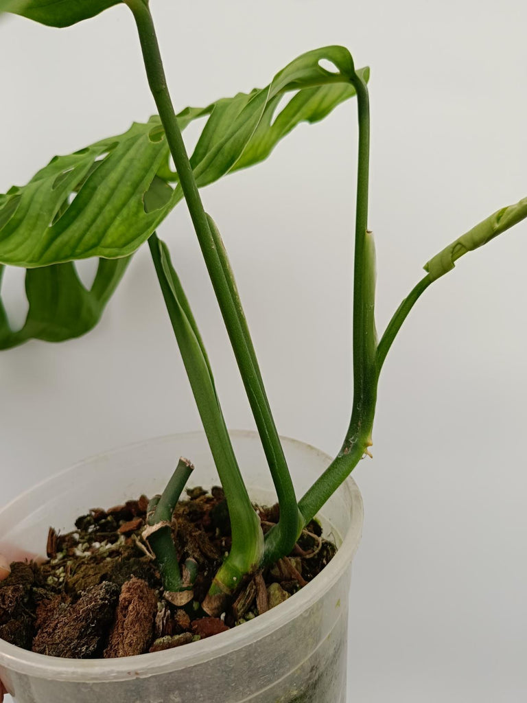 Monstera epipremnoides esqueleto