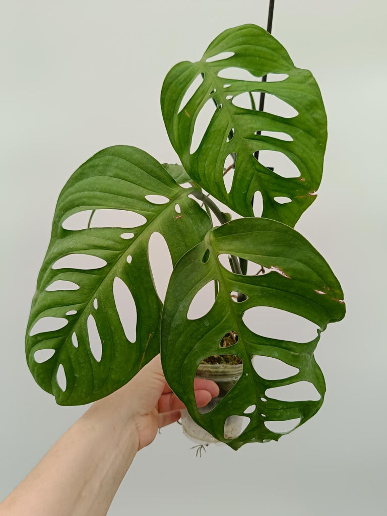 Monstera epipremnoides esqueleto