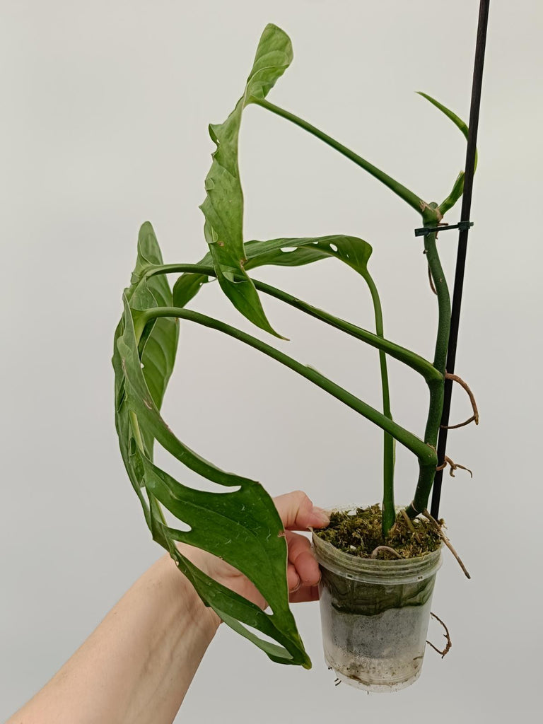 Monstera epipremnoides esqueleto