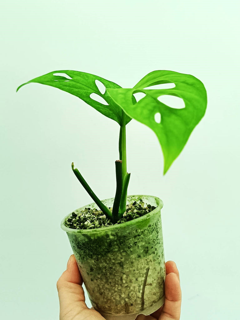 Monstera epipremnoides esqueleto