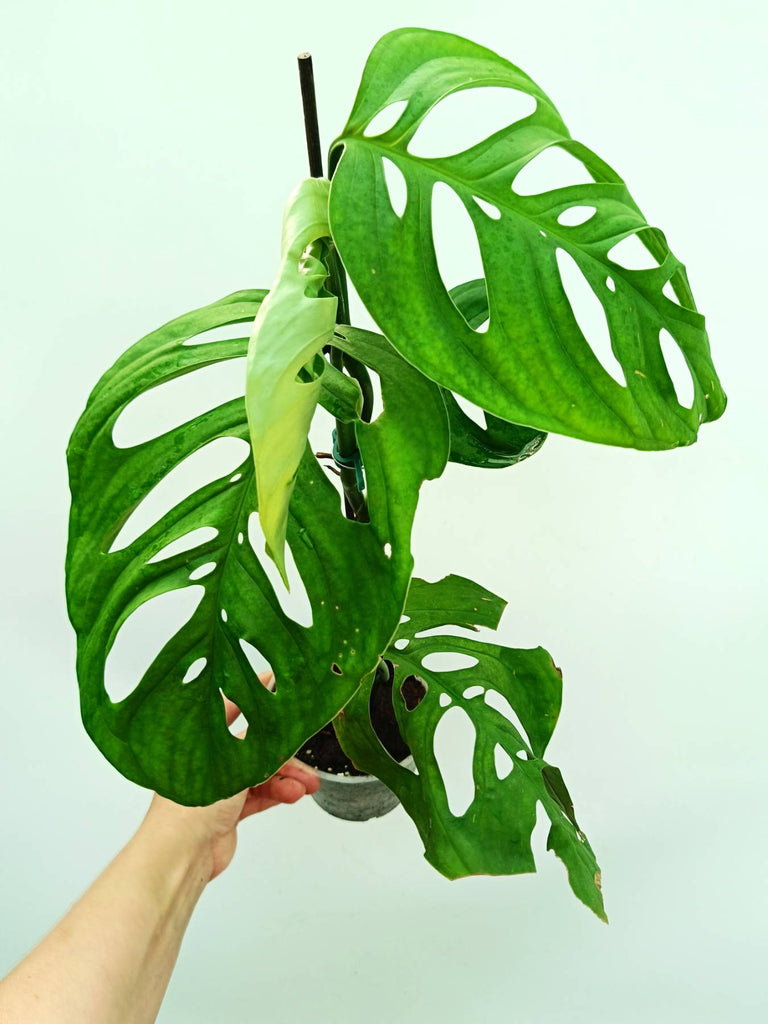 Monstera epipremnoides esqueleto
