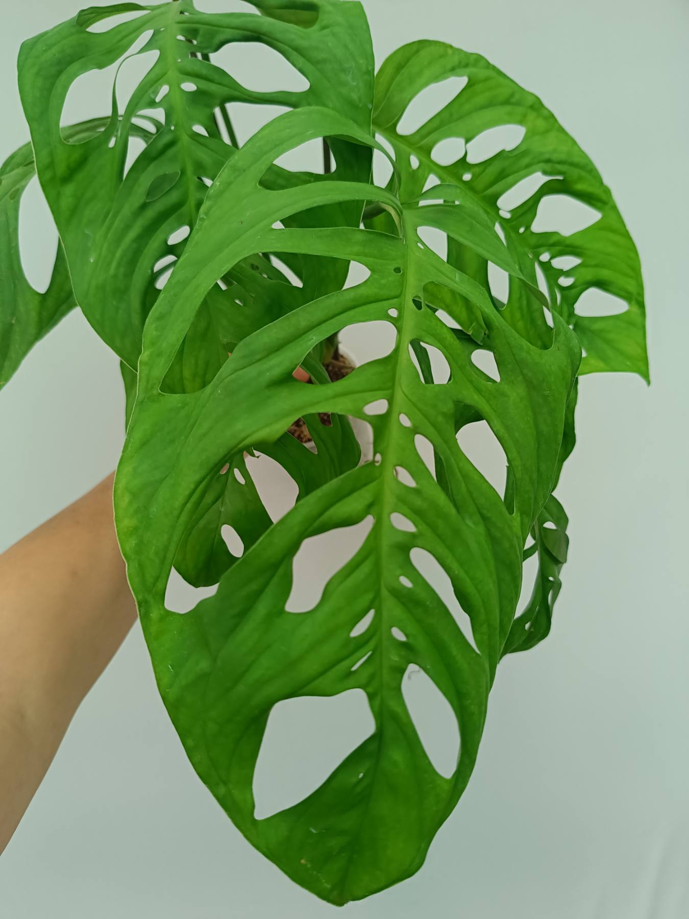 Monstera Epipremnoides Esqueleto