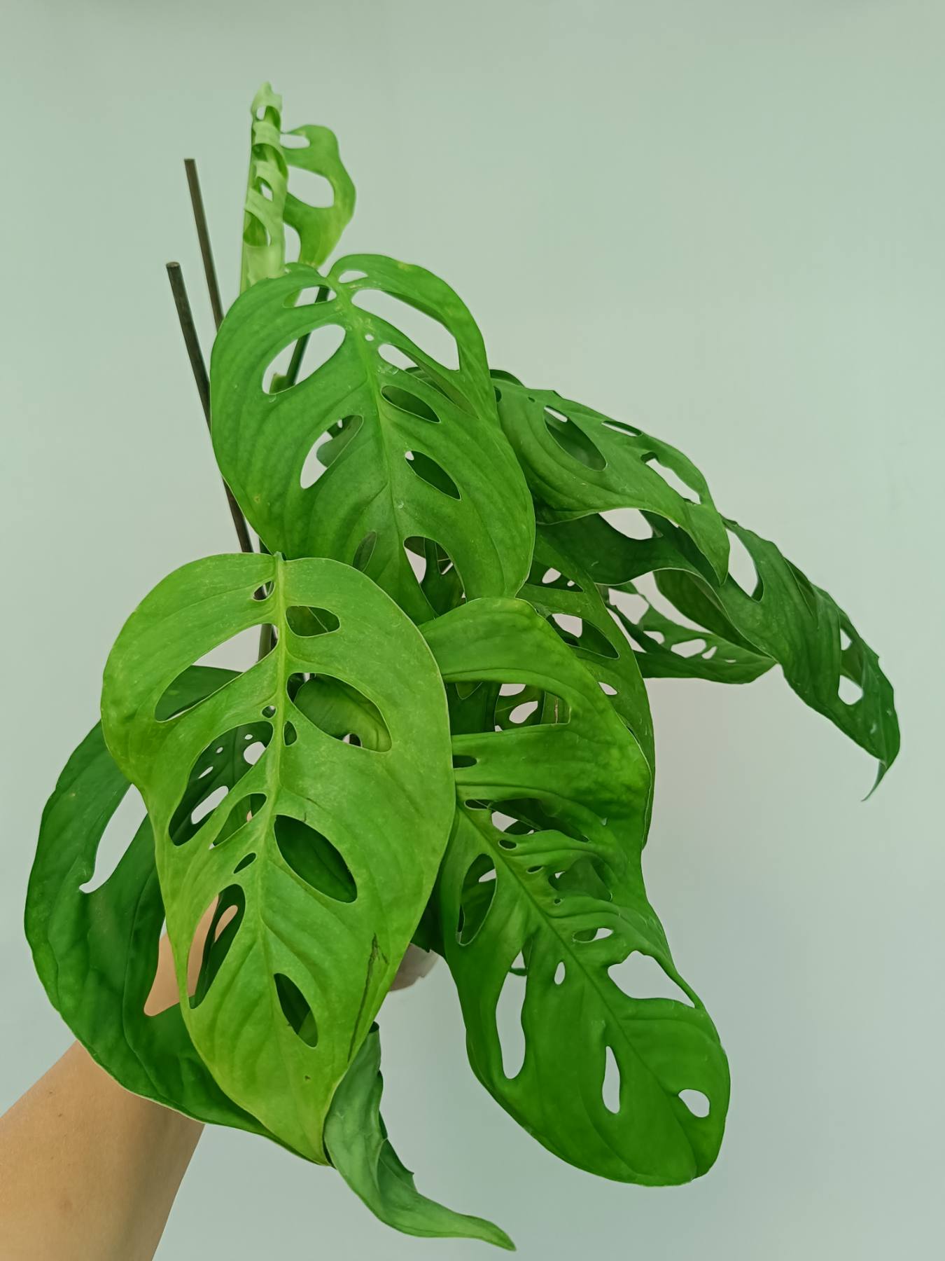 monstera adansonii vs esqueleto Monstera Epipremnoides Esqueleto large 2 in 1