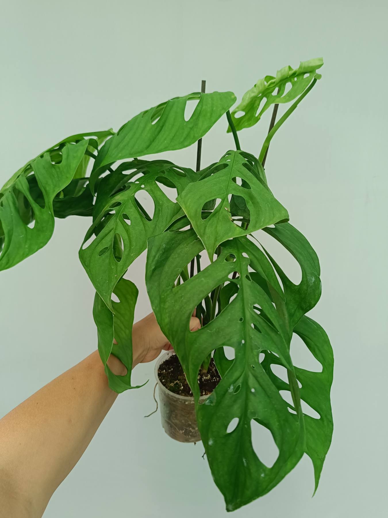 Monstera Epipremnoides Esqueleto