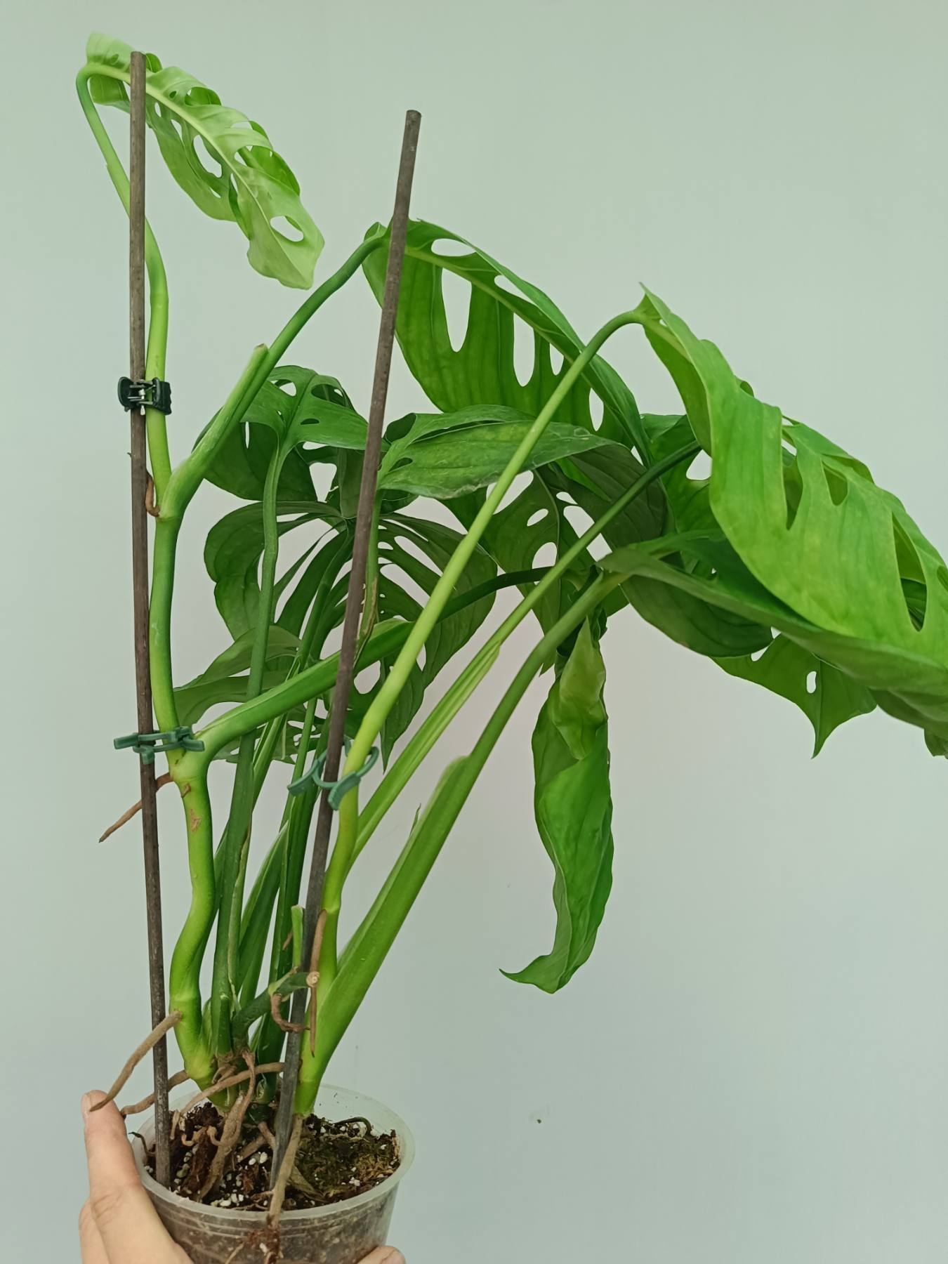 Monstera Epipremnoides Esqueleto
