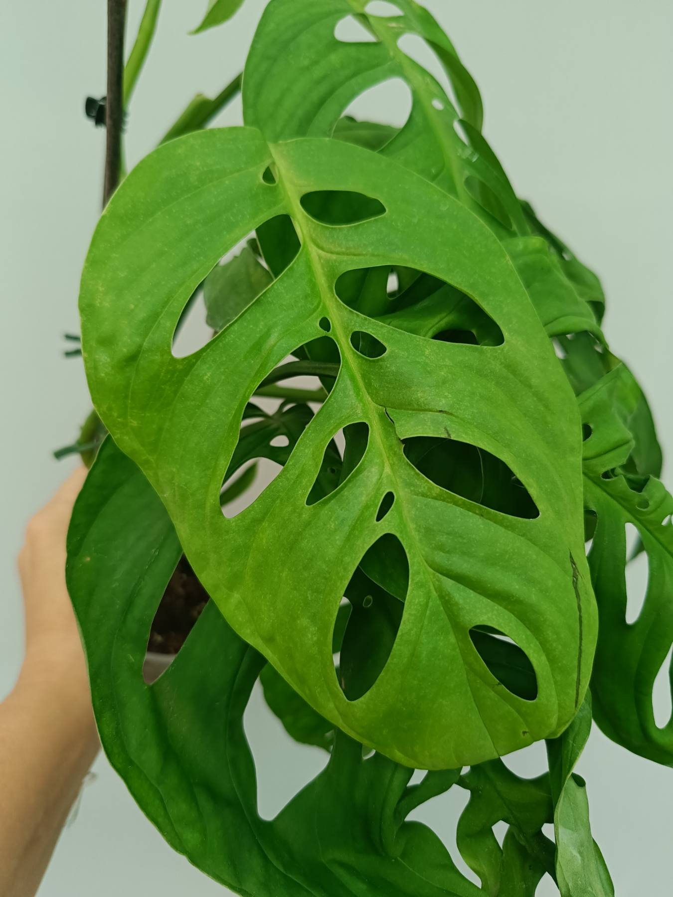 Monstera Epipremnoides Esqueleto large 2 in 1
