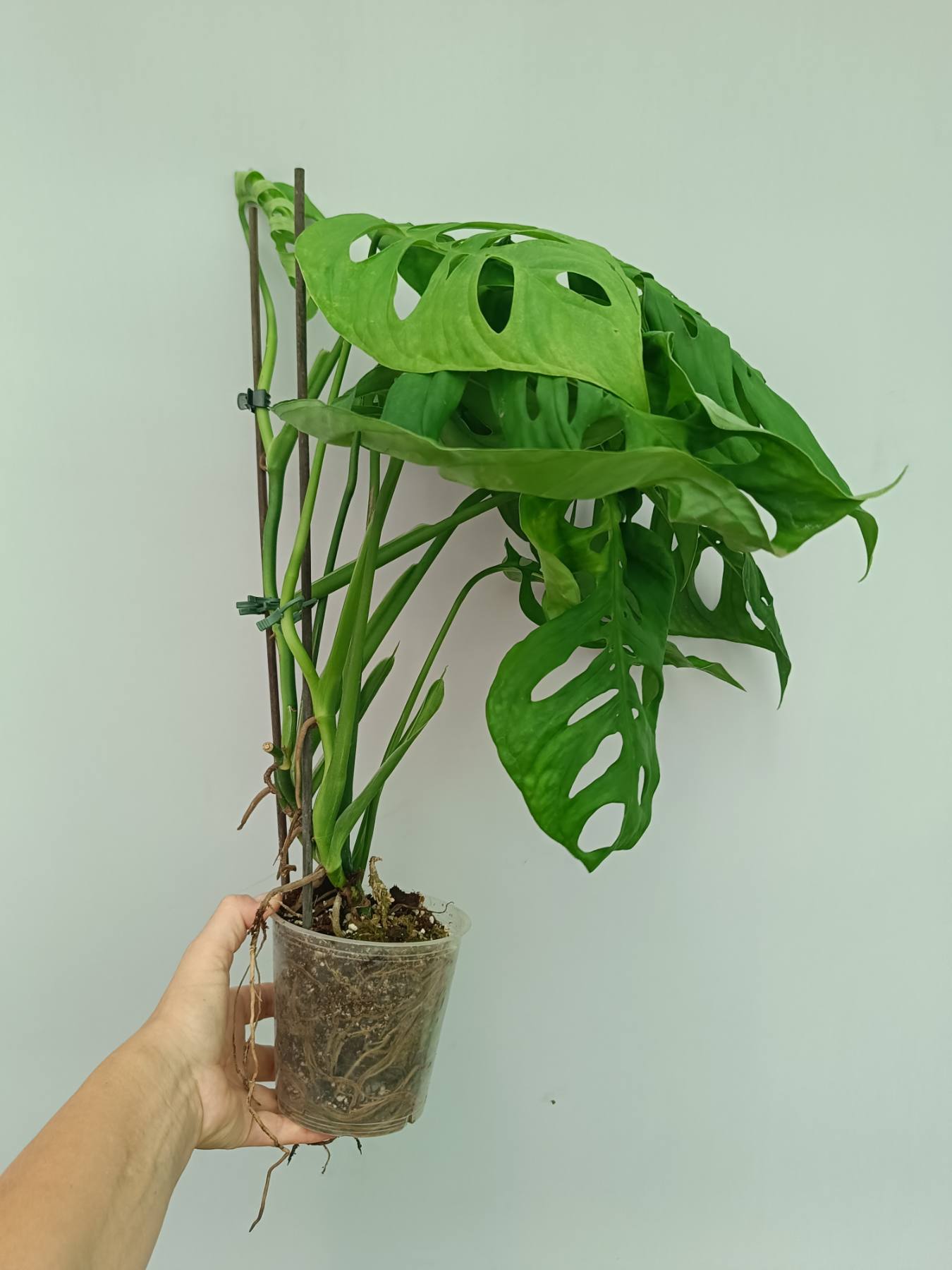 Monstera Epipremnoides Esqueleto large 2 in 1