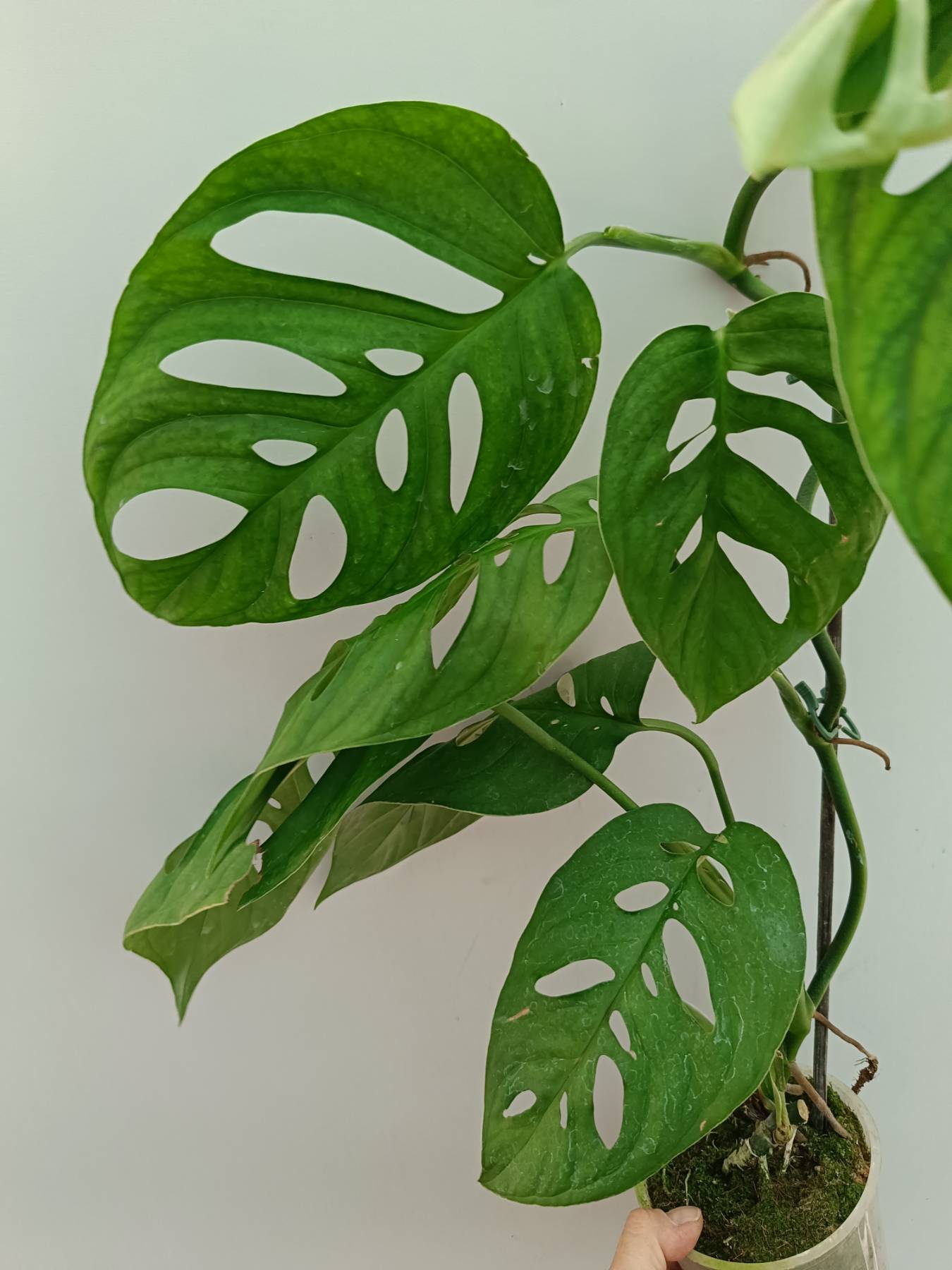 Monstera Epipremnoides Esqueleto