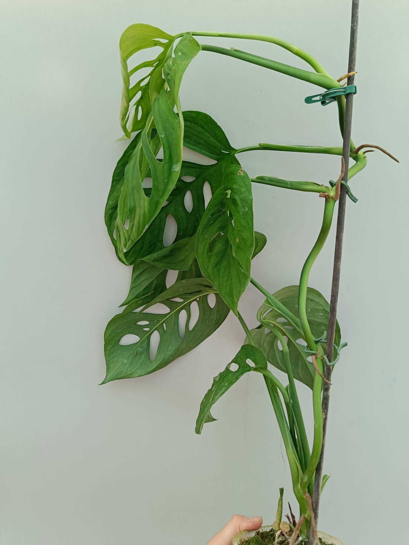 Monstera Epipremnoides Esqueleto