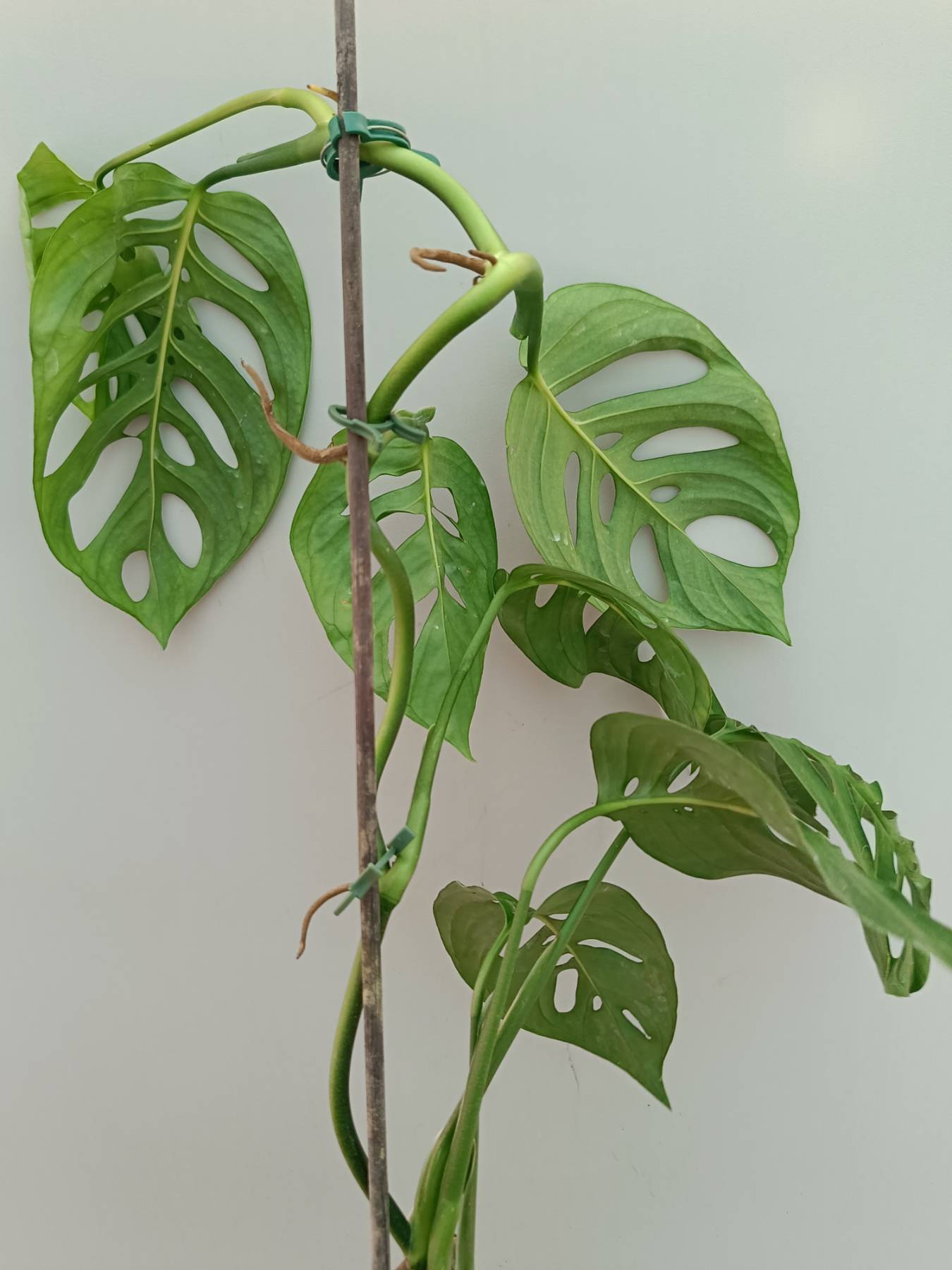 Monstera Epipremnoides Esqueleto