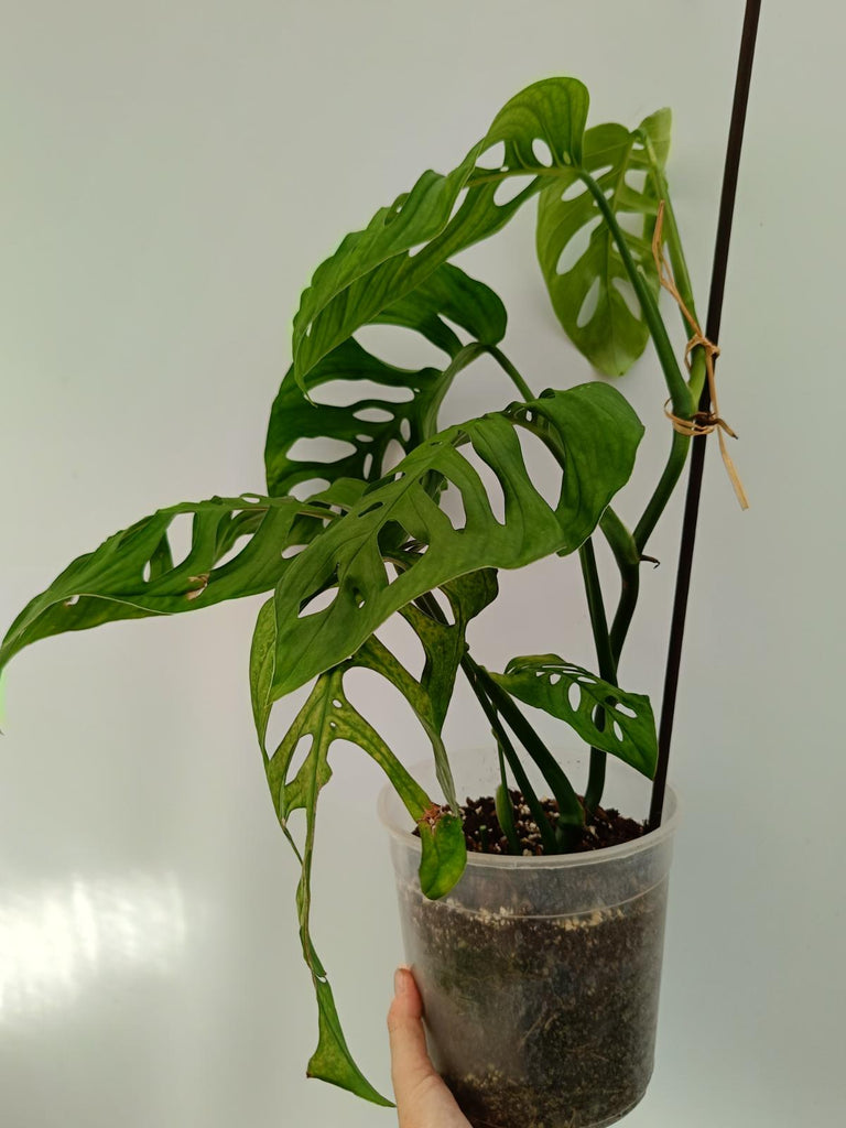 Monstera epipremnoides esqueleto