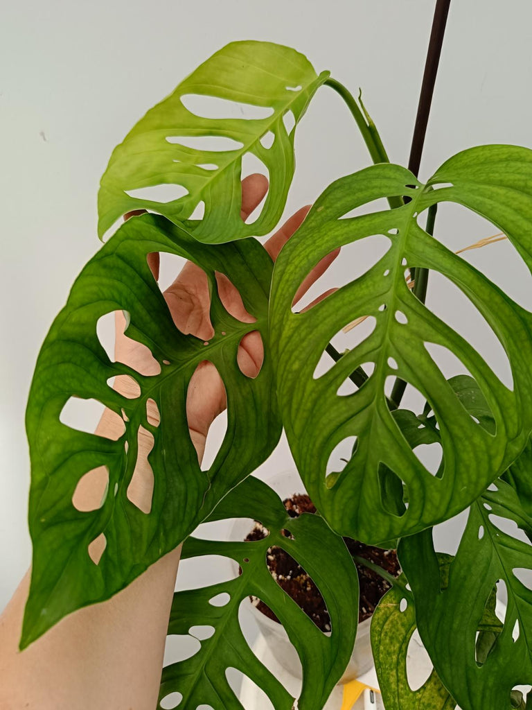 Monstera epipremnoides esqueleto