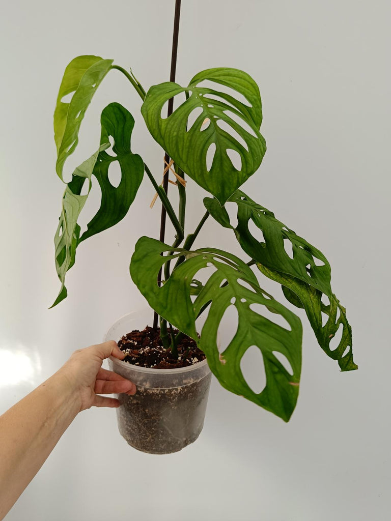 Monstera epipremnoides esqueleto