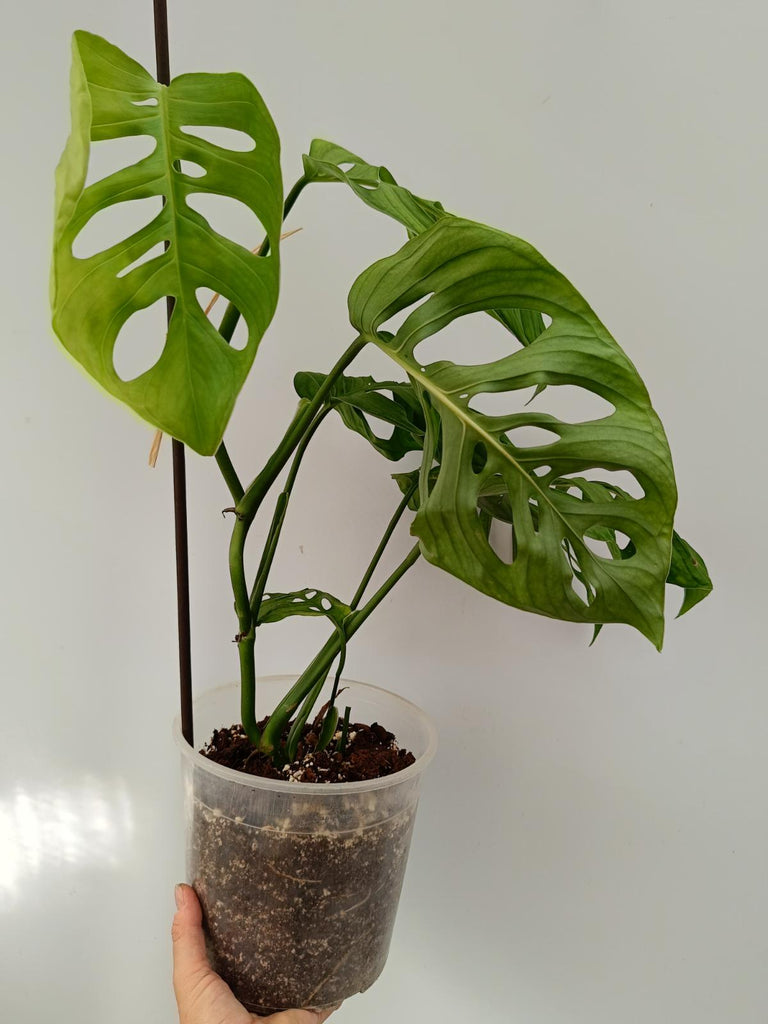 Monstera epipremnoides esqueleto