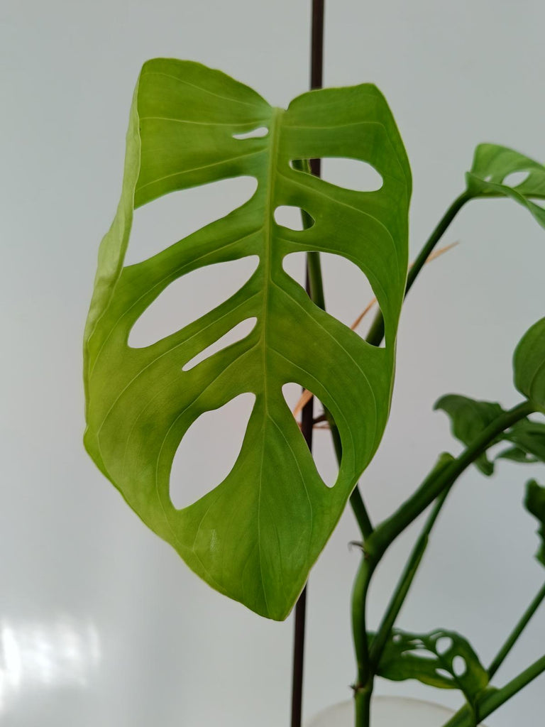 Monstera epipremnoides esqueleto