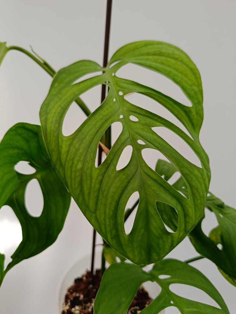 Monstera epipremnoides esqueleto