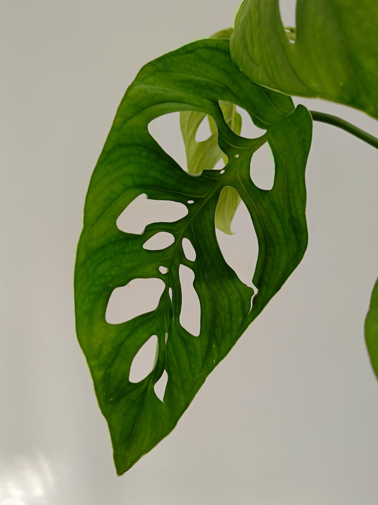 Monstera epipremnoides esqueleto