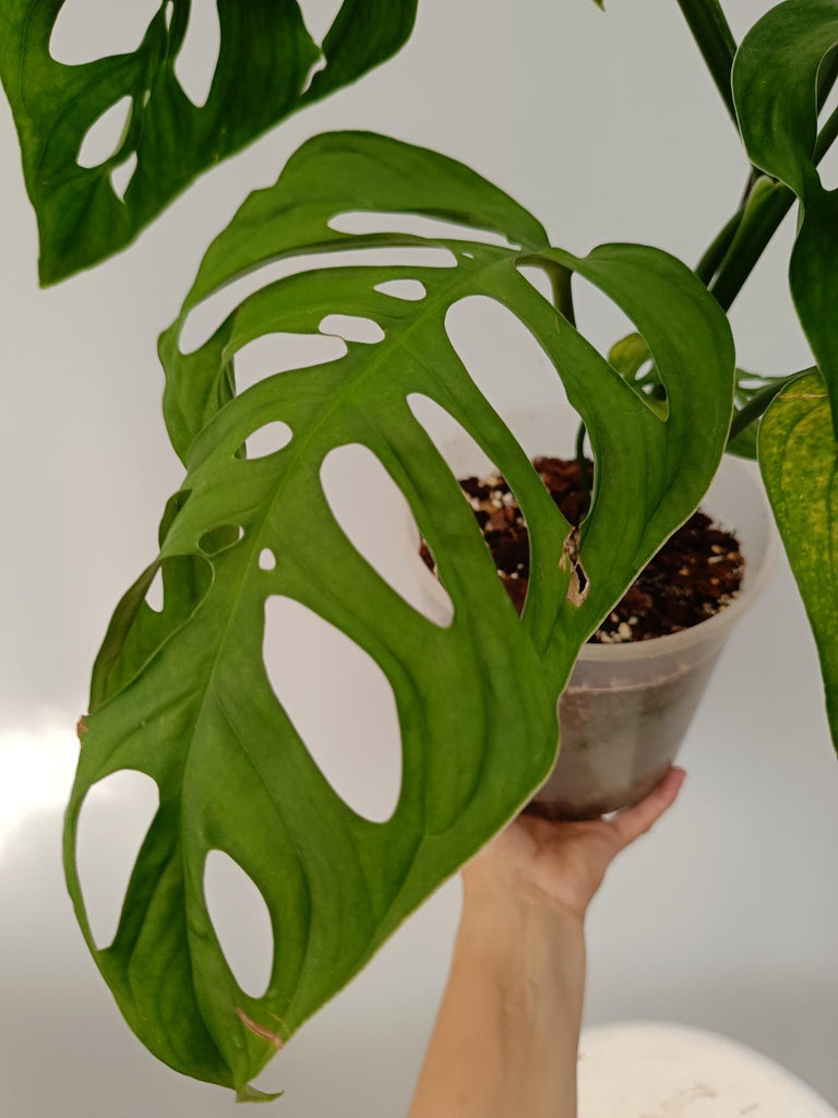 Monstera epipremnoides esqueleto