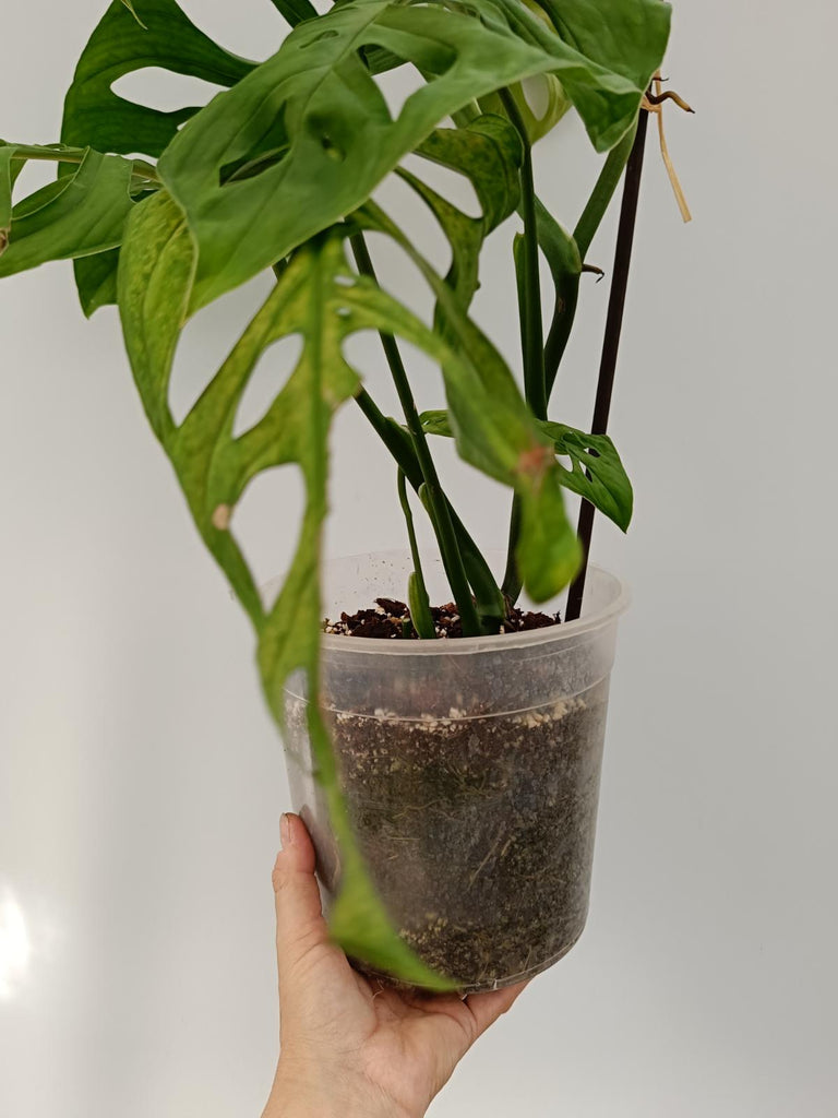 Monstera epipremnoides esqueleto