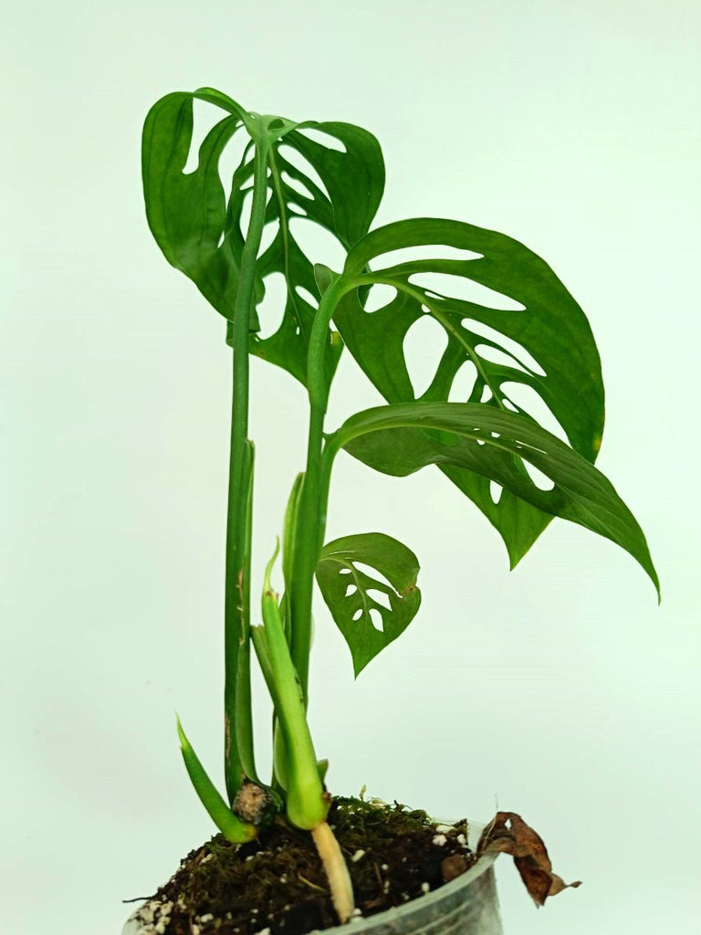 Monstera epipremnoides esqueleto