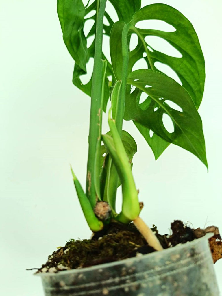 Monstera epipremnoides esqueleto